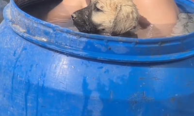 Sivas'ta Minik Kahraman Ali, Kangal Köpeklerini Serinletmek İçin Yaratıcı Yöntem Buldu!