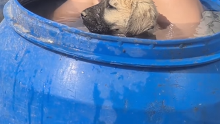Sivas'ta Minik Kahraman Ali, Kangal Köpeklerini Serinletmek İçin Yaratıcı Yöntem Buldu!