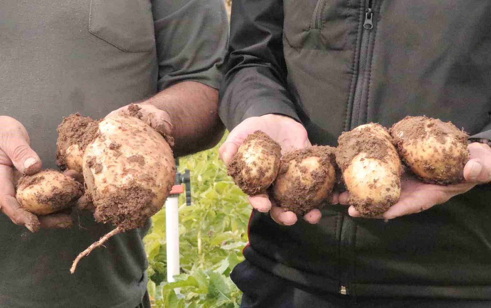Sivas’ta patates sökümü için gözler 29 Ekim’e çevrildi