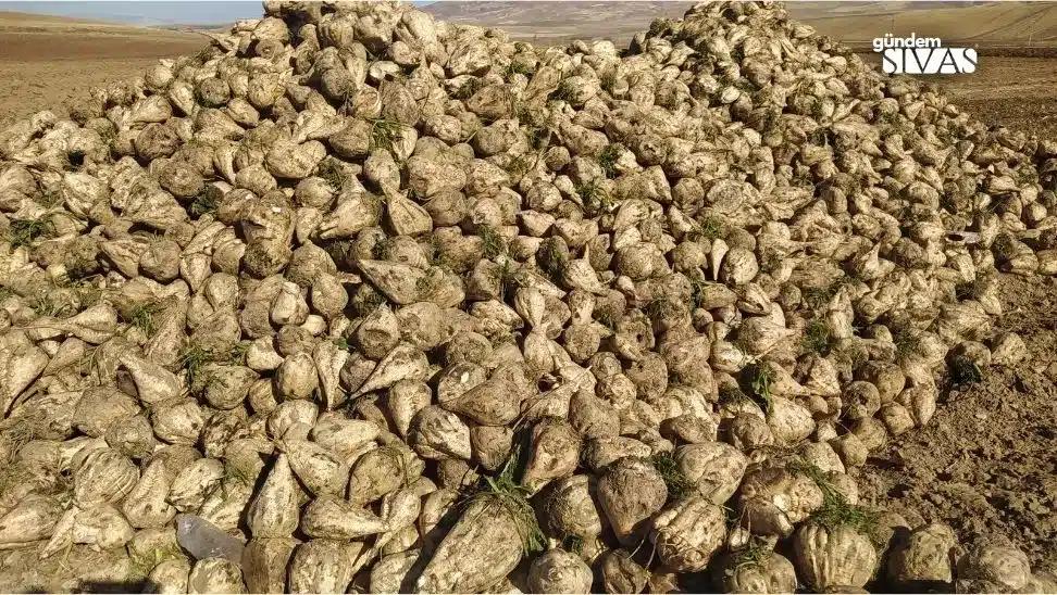 Sivas'ta Şeker Pancarı Hasadı Başladı