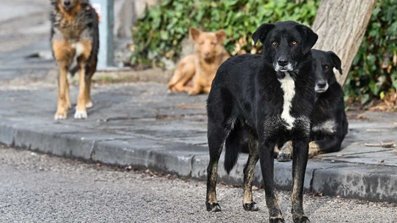 Diyarbakır'da sahipsiz köpek saldırısı: 3 yaralı - Birlik Haber Ajansı
