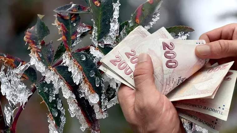 Buzla kaplı bir bitkinin üzerinde, bir el 200 TL banknotları tutuyor.