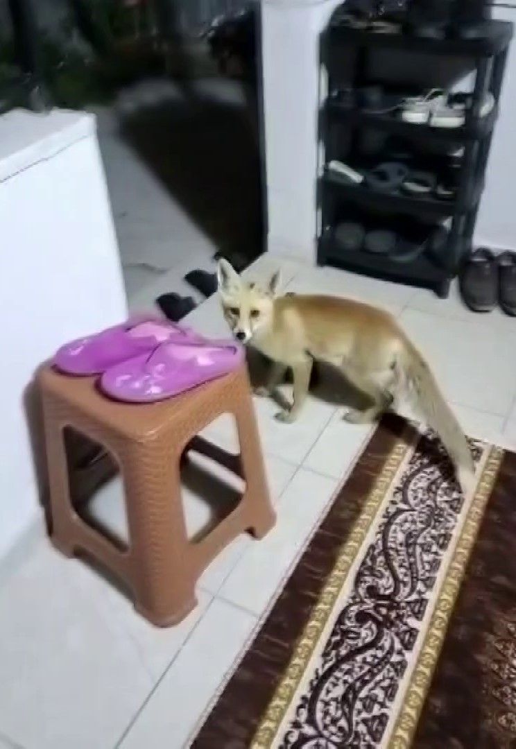 Her akşam gelip kedilerle aynı kaptan mama yiyor