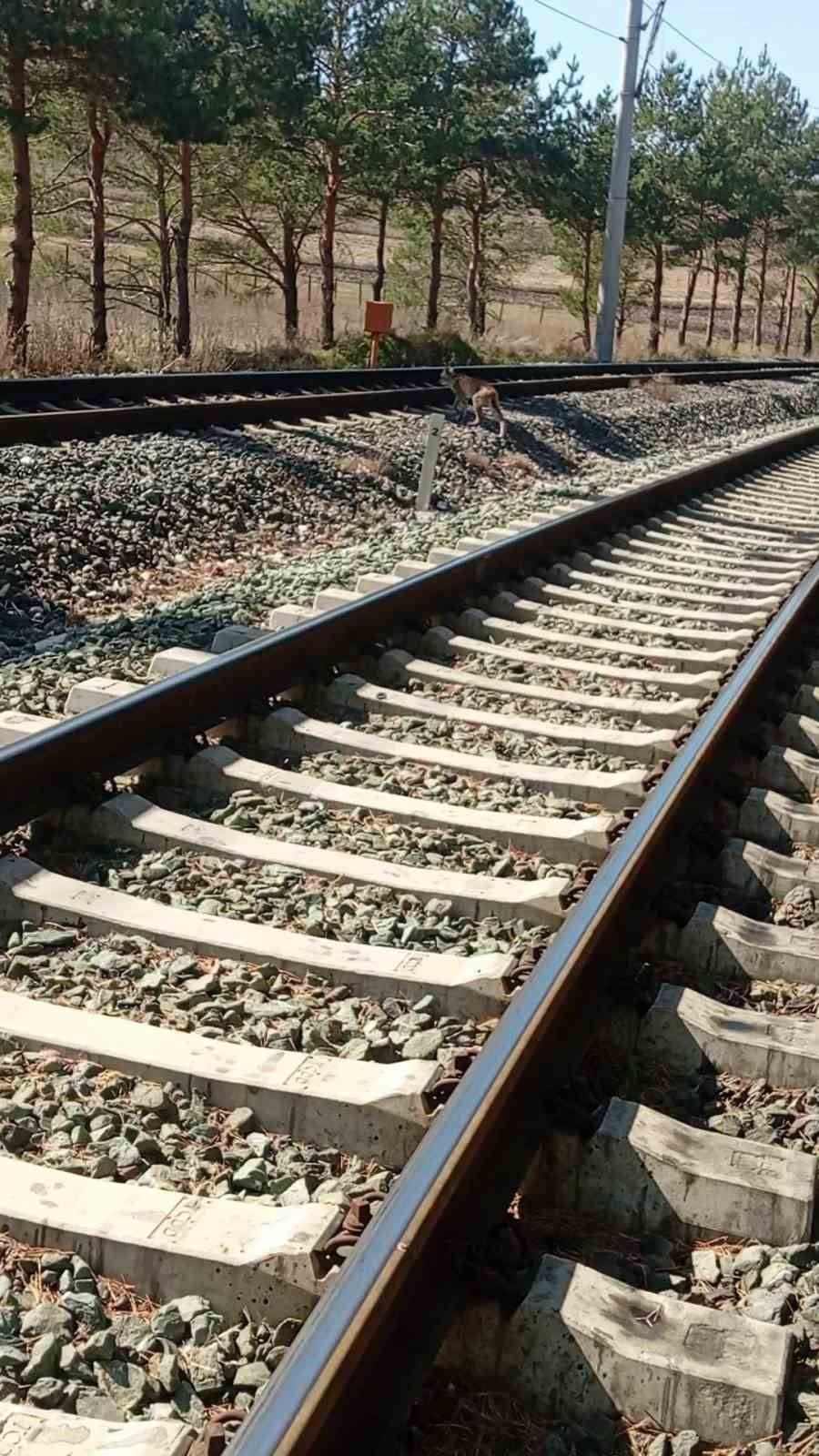Sivas’ta Kalın Tren İstasyonu yakınında vaşak ailesi görüntülendi