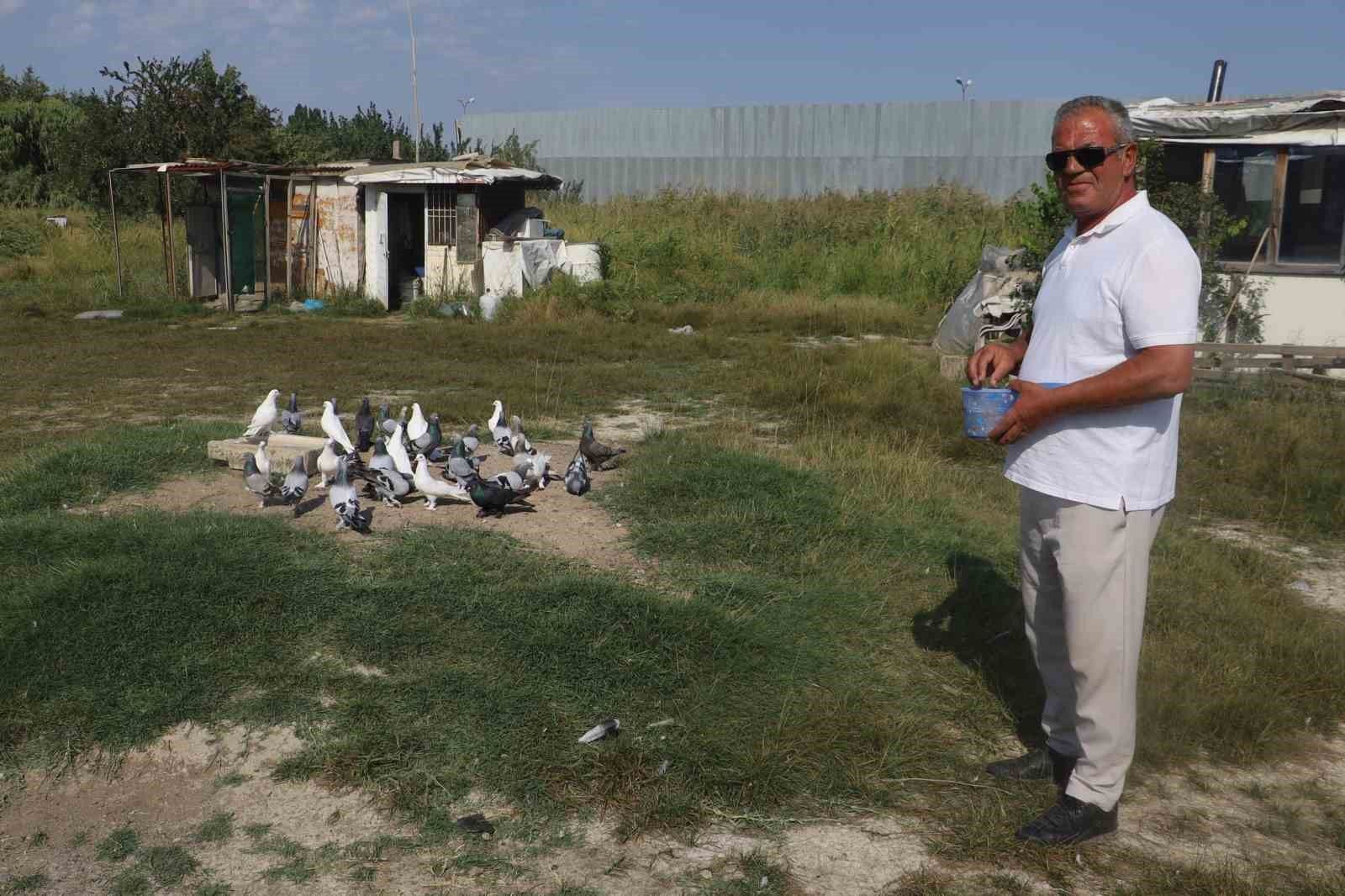 Sivas'ta sıcaklıklar taklacı güvercinlerin yavrulamasını etkiledi
