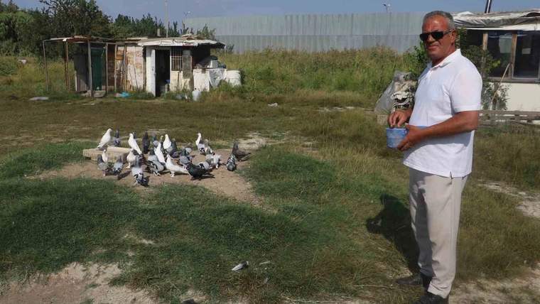 Sivas'ta sıcaklıklar taklacı güvercinlerin yavrulamasını etkiledi