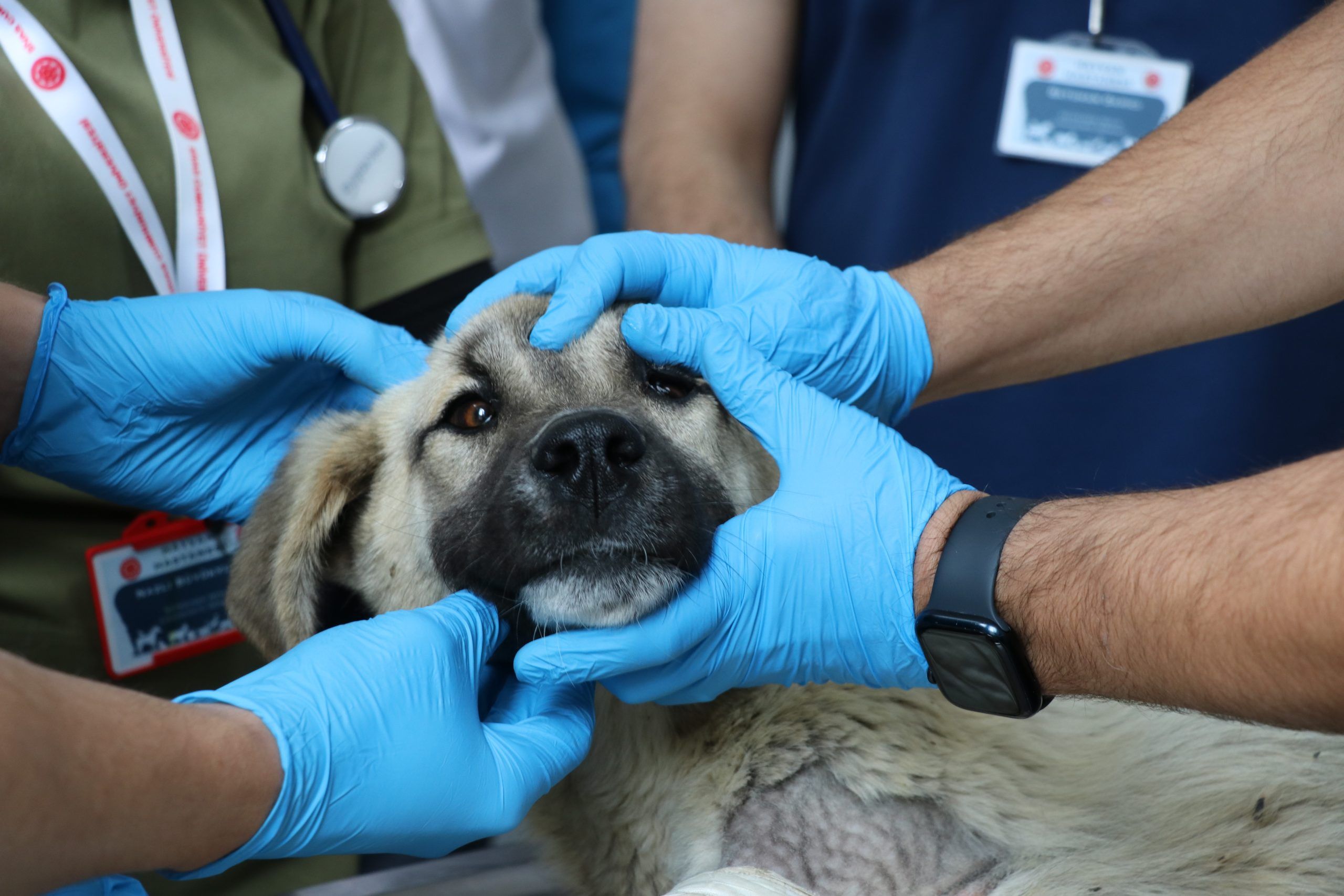 Mavi eldivenli kişilerin tuttuğu bir köpeğin başı ve boynunun yakından görünümü; arkada stetoskop var.