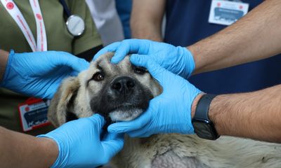 Sivas'ta Sokak Köpeklerine Örnek Çözüm: 200 Köpek Kısırlaştırıldı!