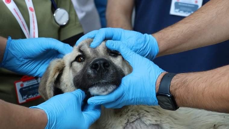 Mavi eldivenli kişilerin tuttuğu bir köpeğin başı ve boynunun yakından görünümü; arkada stetoskop var.