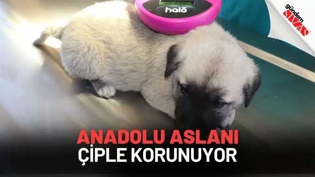 Anadolu Aslanı Çiple Korunuyor