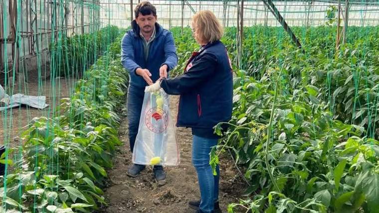 Serada sıra halinde yetişen bitkilerin arasında iki kişi, üzerinde kırmızı amblem bulunan çuvalı tutuyor.