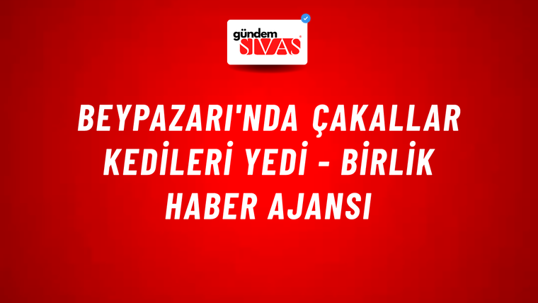 Beypazarı'nda çakallar kedileri yedi - Birlik Haber Ajansı
