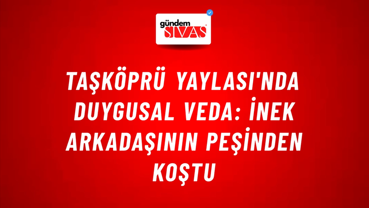 Taşköprü Yaylası'nda Duygusal Veda: İnek Arkadaşının Peşinden Koştu