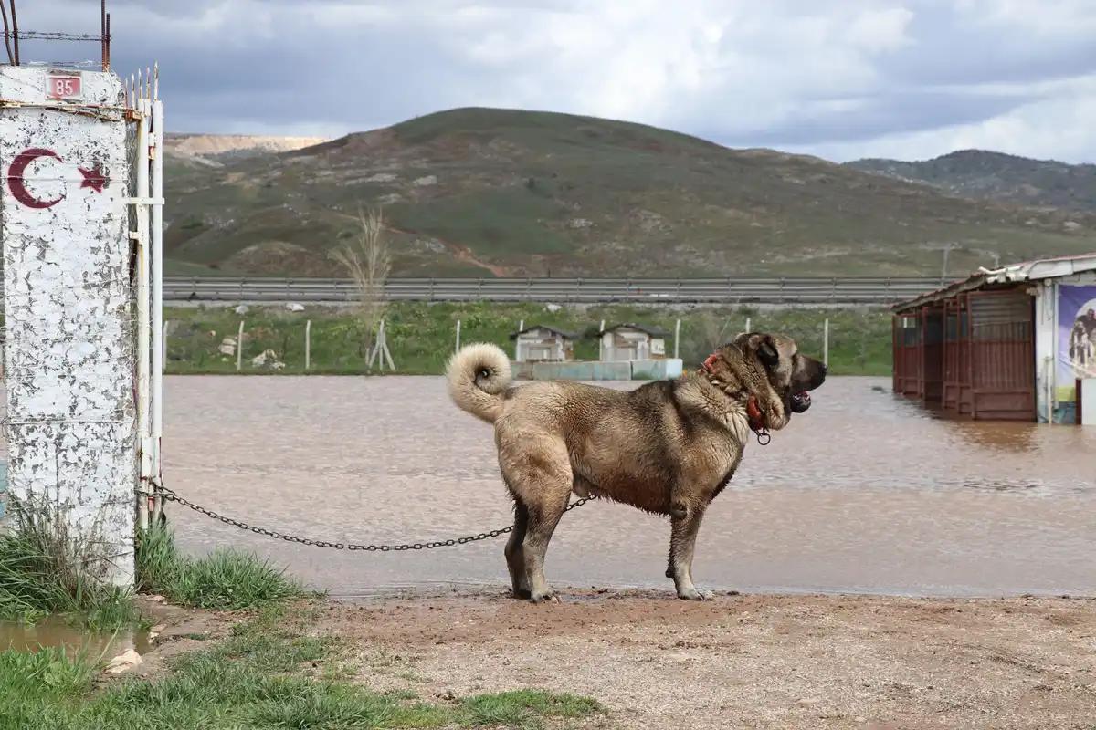 Dünyaca Ünlü Kangal Çiftliği Sular Altında Kaldı, Yavrular Telef Oldu
