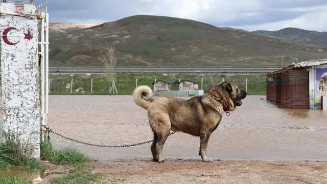 Dünyaca Ünlü Kangal Çiftliği Sular Altında Kaldı, Yavrular Telef Oldu