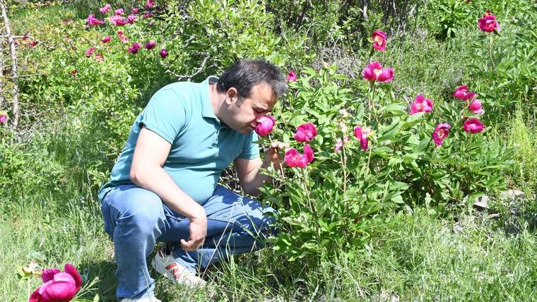 Çiçekli çalıların arasında çömelmiş bir adam, pembe çiçeklerden birini yakından inceliyor.