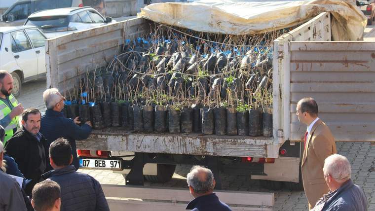 Antalya'da çiftçilere toros fıstığı fidanı hibe ediliyor - Birlik Haber Ajansı