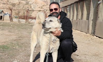 Kurtlar Neden Şehirlere İniyor? Doğanın Acil Uyarısı