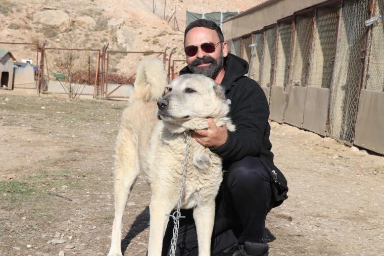 Kurtlar Neden Şehirlere İniyor? Doğanın Acil Uyarısı