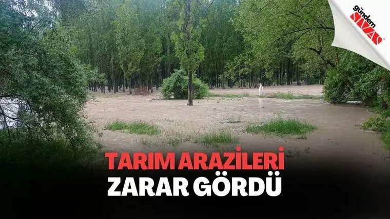 Ağaçlarla çevrili geniş bir alanı çamurlu su kaplıyor; bazı ot kümeleri suyun üzerinde kalıyor.