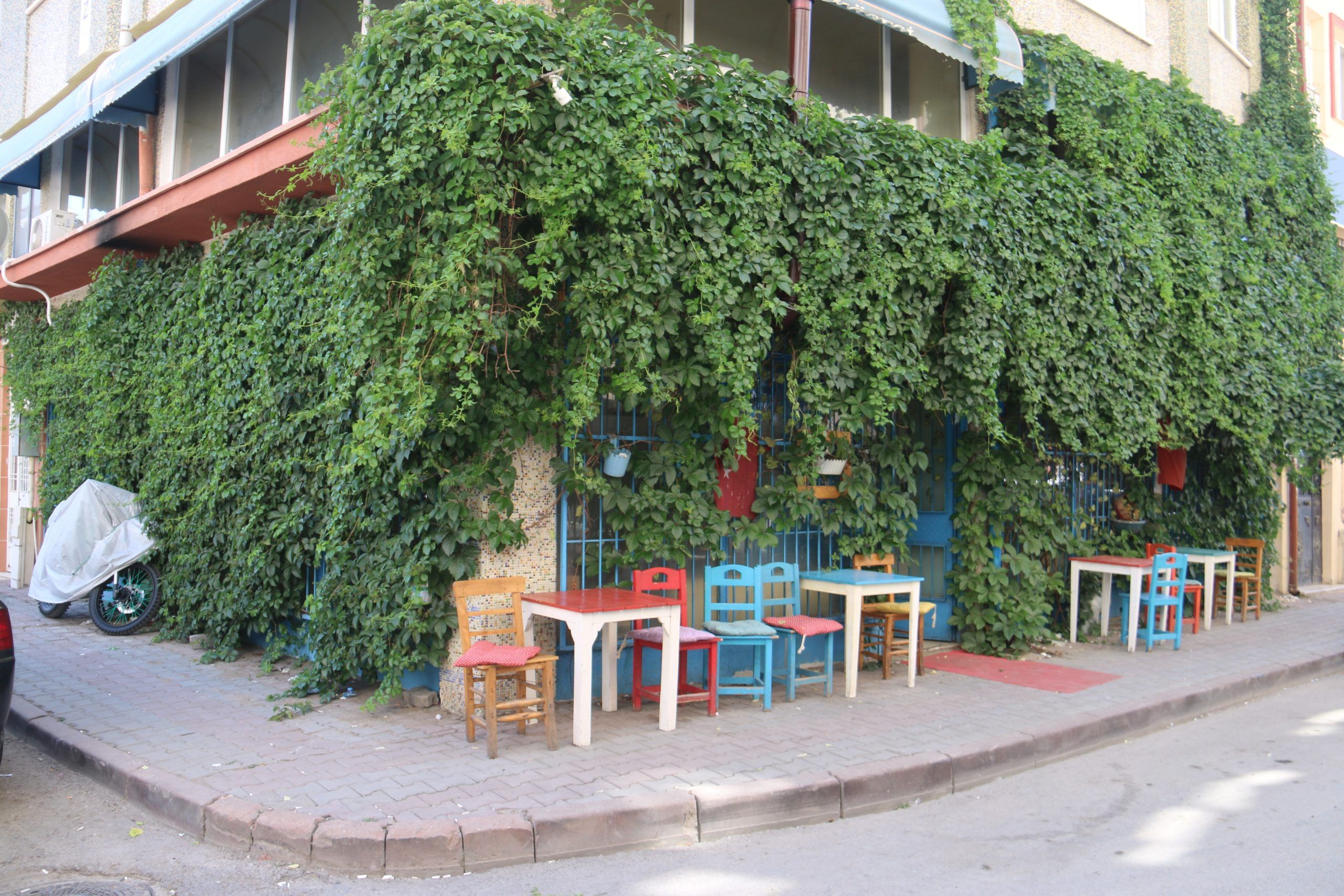 Sarmaşıklarla Kaplı Kafe: Doğayla İç İçe Bir Kahve Keyfi!