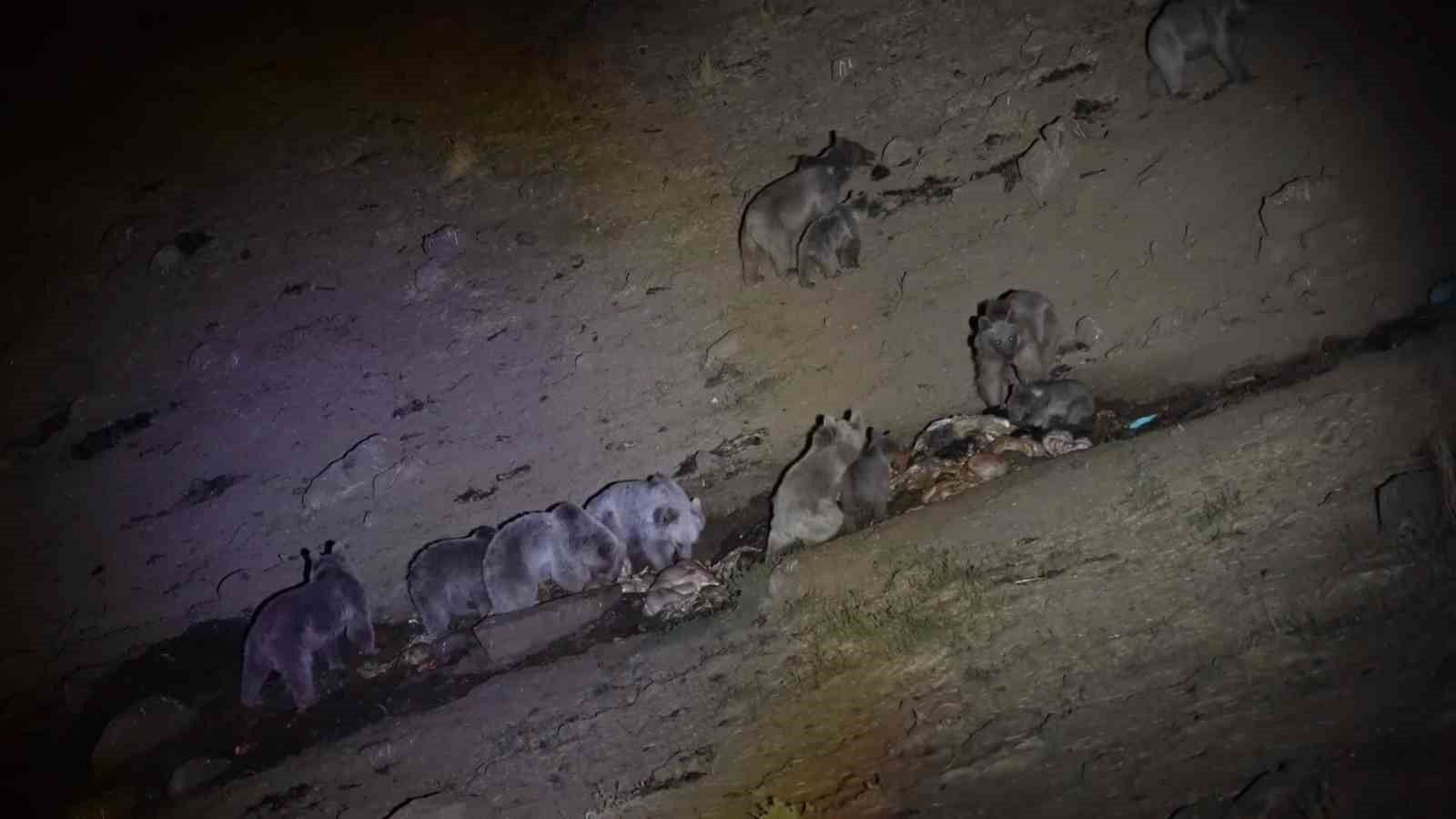 Boz ayıların yiyecek dövüşü kameraya yansıdı