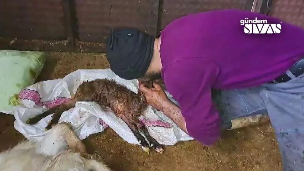 Besici, Kalbi Duran Oğlağı Canlandırdı!