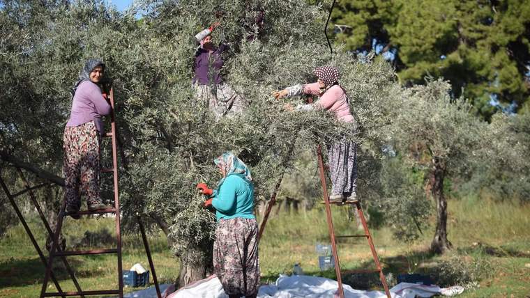 Zeytin ağacı kurak yazda strese girdi, yağ verimi düştü - Birlik Haber Ajansı