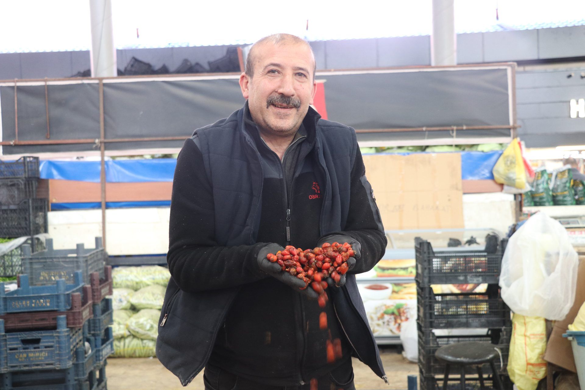 Sivas’ın dağlık bölgelerinde kuşburnu toplama mesaisi
