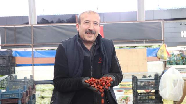 Sivas’ın dağlık bölgelerinde kuşburnu toplama mesaisi