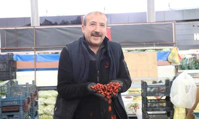 Sivas’ın dağlık bölgelerinde kuşburnu toplama mesaisi