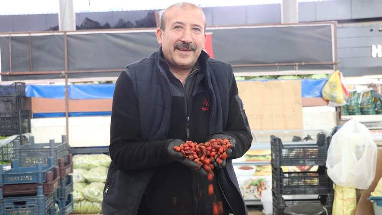 Sivas’ın dağlık bölgelerinde kuşburnu toplama mesaisi
