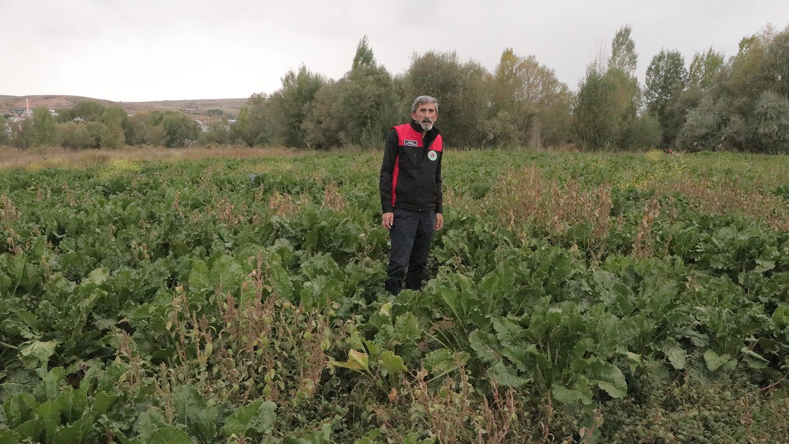 Sivas’ta Şeker Pancarı Hasadında 800 Bin Ton Beklentisi