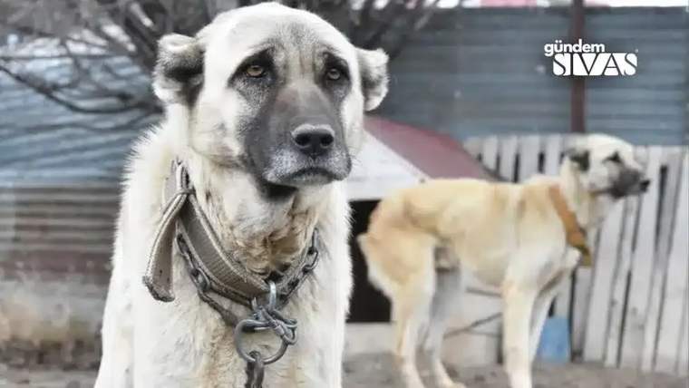 Bir kangal köpeği, zincirle bağlı bir şekilde duruyor; arka planda başka bir kangal köpeği görünüyor.