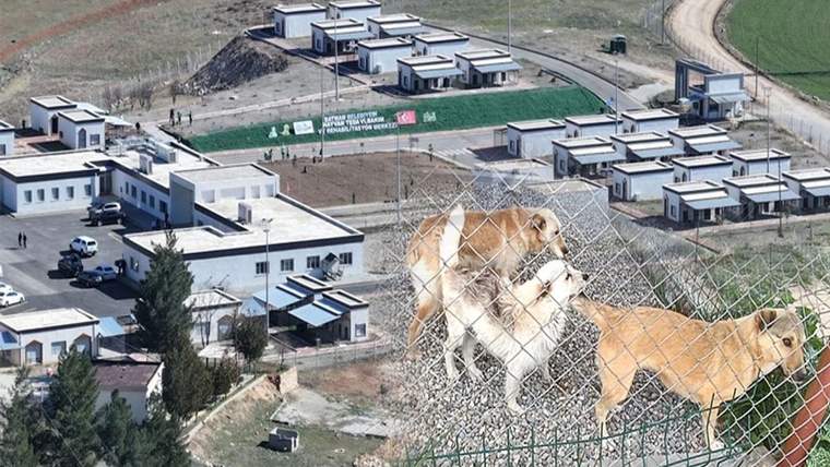 Tel örgü arkasında duran iki köpek, çevresindeki alçak binalar ve kırsal alanla birlikte görülüyor.