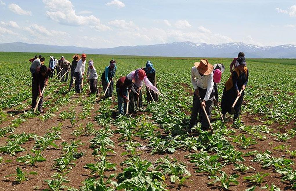 Mevsimlik tarım işçileri için 25 milyon lira kaynak ayrıldı - Birlik Haber Ajansı