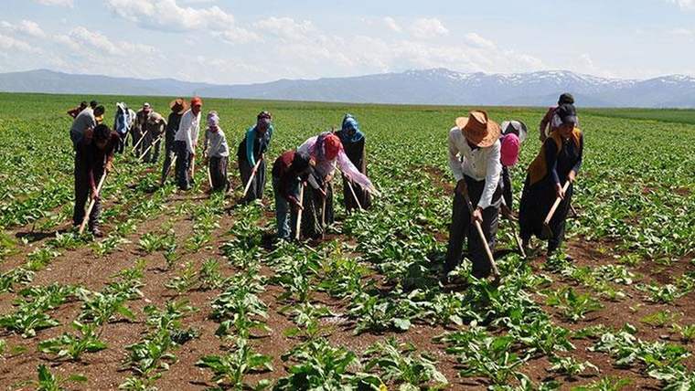 Geniş bir tarlada, ellerinde çapalar bulunan mevsimlik tarım işçileri sıralar arasında çalışıyor.