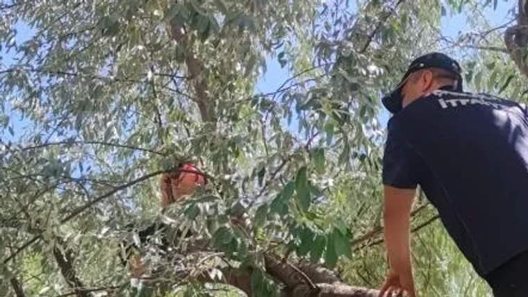 Bir itfaiye görevlisi, bir ağacın dalında oturan çocuğa yardım etmeye çalışıyor.