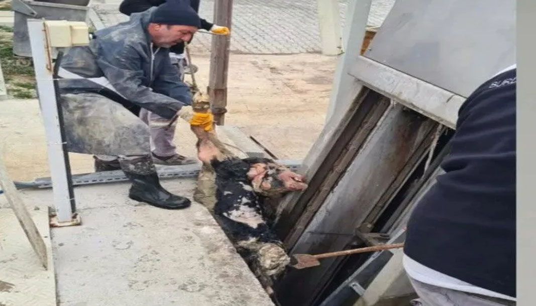 Burdur'da vicdansızlık! Kanalizasyona ölü buzağı atıldı - Birlik Haber Ajansı