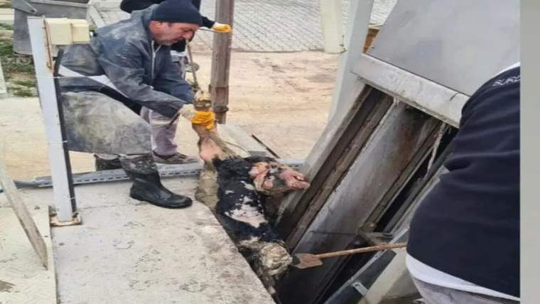 Burdur'da vicdansızlık! Kanalizasyona ölü buzağı atıldı - Birlik Haber Ajansı