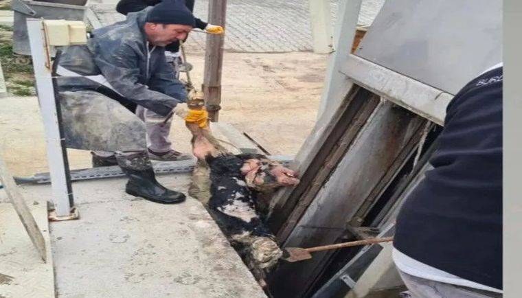 Burdur'da vicdansızlık! Kanalizasyona ölü buzağı atıldı - Birlik Haber Ajansı