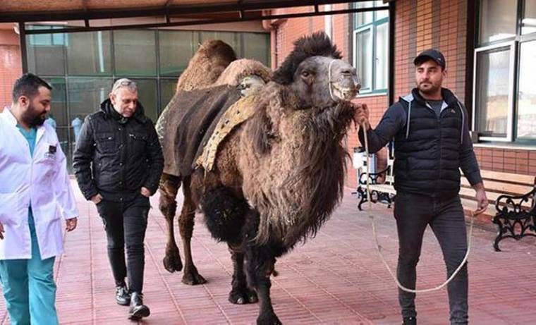 Beyaz önlüklü bir kişi ve iki adam, kapalı alanda ipinden tuttukları hörgüçlü deveyi yürütüyor.