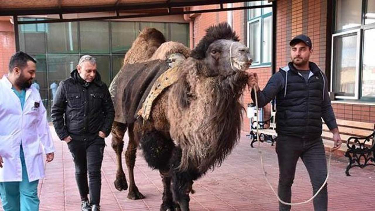 Türkiye'de İlk: Deve İçin Kök Hücre Tedavisi Başladı