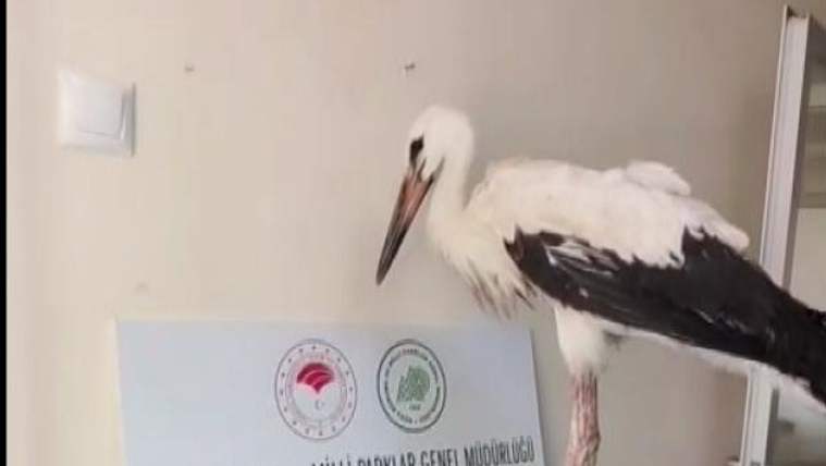 "kendi başına yaşamını sürdürebilmesi" için tedavi edildi