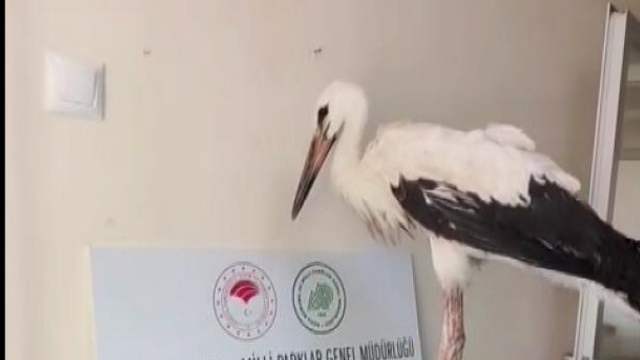 "kendi başına yaşamını sürdürebilmesi" için tedavi edildi