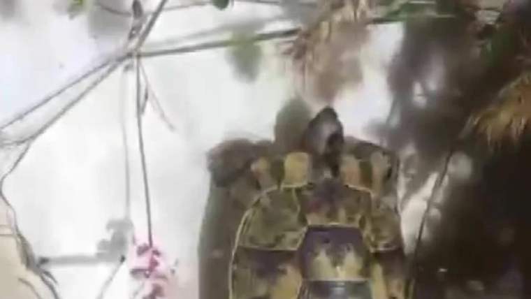 Bir bidon içinde mahsur kalmış kaplumbağa, çevresinde bitkilerle birlikte görülüyor.