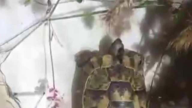 Bidonda Mahsur Kalan Kaplumbağayı "Fıstığım" Diyerek Kurtardı
