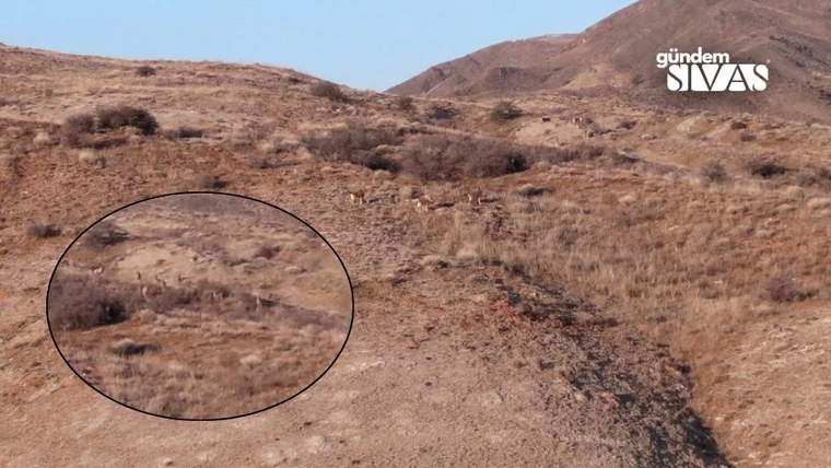 Kuru otlarla kaplı dağ yamacında, siyah bir çemberle işaretlenmiş küçük keçiler görülüyor.