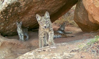 Sivas'ta Nadir Anlar: Anne Vaşak ve İki Yavrusunun Oyunları Fotokapanda!