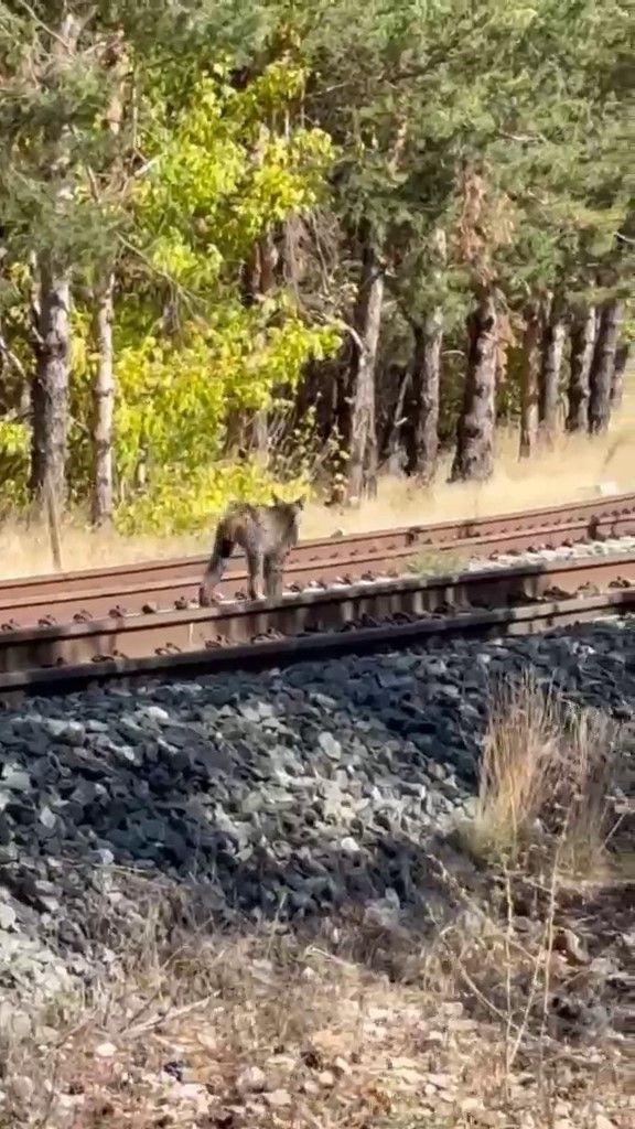 Sivas’ta Kalın Tren İstasyonu yakınında vaşak ailesi görüntülendi